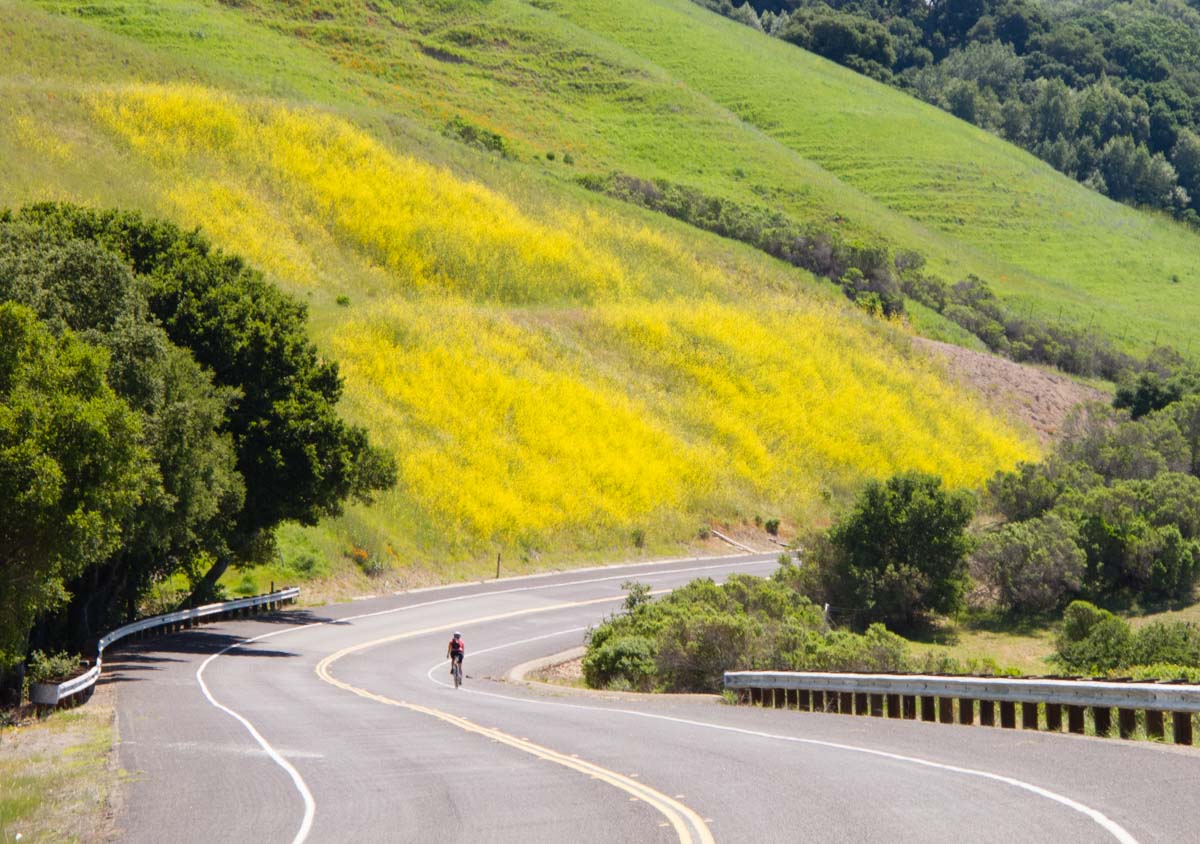 A lone cyclist rides on a curving, empty road. In front of the cyclist is a hillside covered in yellow mustard. There is also a grass-covered hillside with cow paths. The rest of the landscape is scrub bushes and oak woodlands.