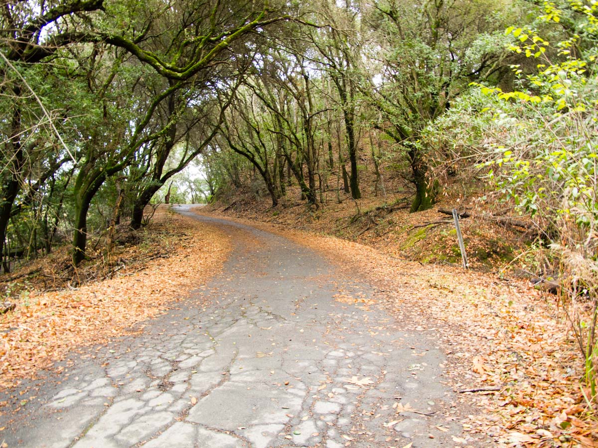 An abandoned road with broken up pavement and fallen leaves winds up a hill into an oak woodland. 