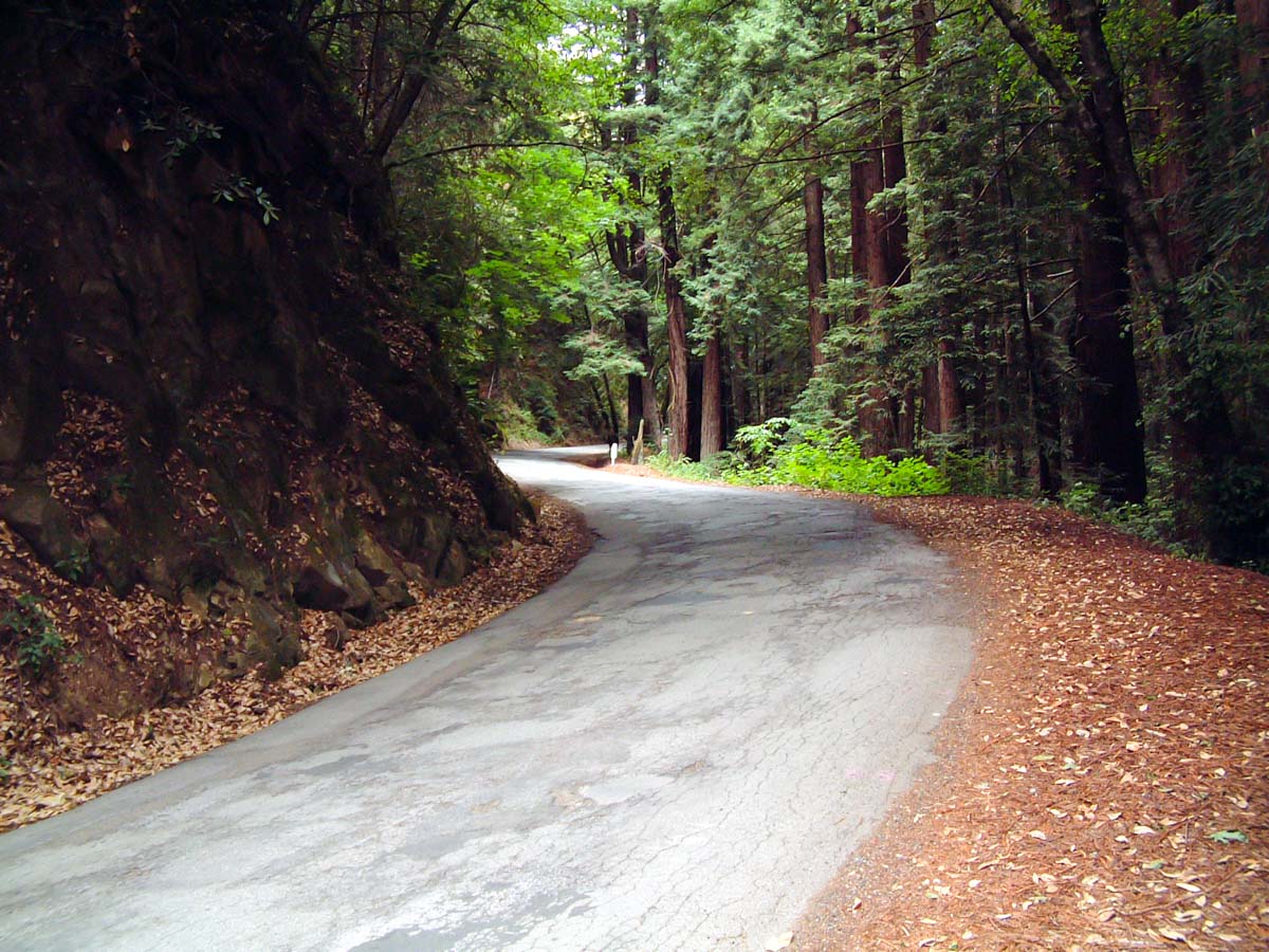 A narrow road with poor pavement winds uphill through a redwood forest. Light from above and shadows from the trees decorate the way. Redwood duff and leaf litter line the road.